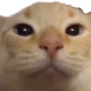 kittysus Discord Emoji