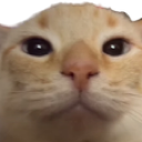 kittysus custom emote from AI CHATBOT MASTER 《🏷 100k+ Guild TAGS》┇ social ⋆ gaming ⋆ anime ⋆ chill ⋆ emotes⭑tech⭑[Character.AI]