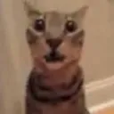 goofyasscat