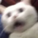 Cu_CatScared Discord Emoji