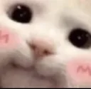 catblush