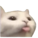 catblep