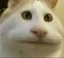 cat_OMG Discord emoji