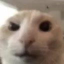 cat_sus cat_sus