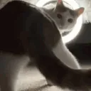 CatTwerk