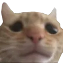 SADCAT Discord Emoji