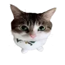 CatBanana
