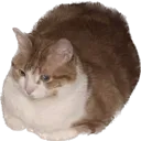 round round