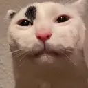 sogsc