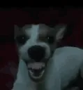 ScreamingDogAnimated