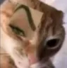 catsus