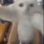 CatDance