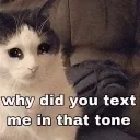 cat_rude