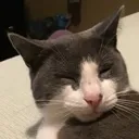 The_cat Discord Emoji