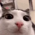 stare