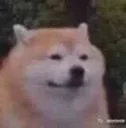 dog_batngua