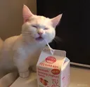 cat_drink