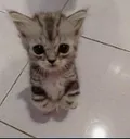 catAwkward