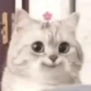 hunterlooksatcookie