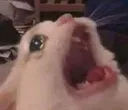 aaaacat
