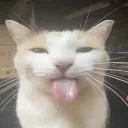 cat4