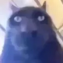 Cat_D