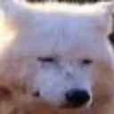 bruh_fox Discord Emoji