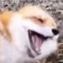 laughin_fox Discord Emoji