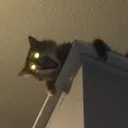cat4