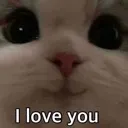 cat6