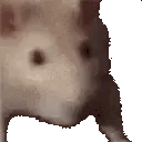 Ratjam Ratjam