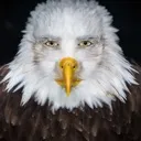 watchingbird