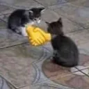 CatHandshake