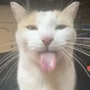 HY_Silly
