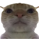 Cat Stare1 Discord Emoji