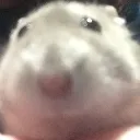 GusStare