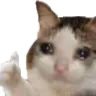 sadcat