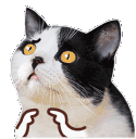KittyUwU Discord Emoji