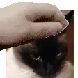 4_patpat4