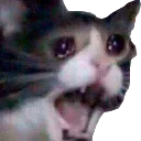 sadcat Discord Emoji