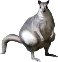 greaterforestwallaby