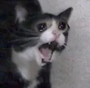 REEE REEE