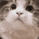 CatNod