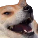 doge_kek