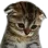 SadCat