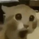 PogCat