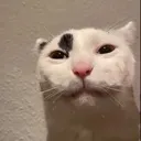 kittywhydoyoudothis