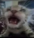 auuuughcat