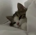 catbed