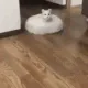catroombafast